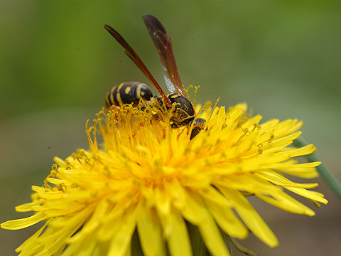 フタモンアシナガバチ
