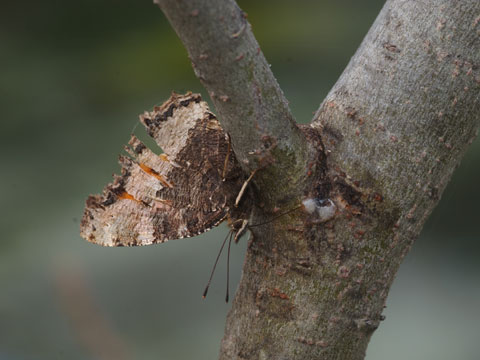 樹液を吸うヒオドシチョウ