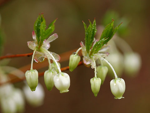 ドウダンツツジ