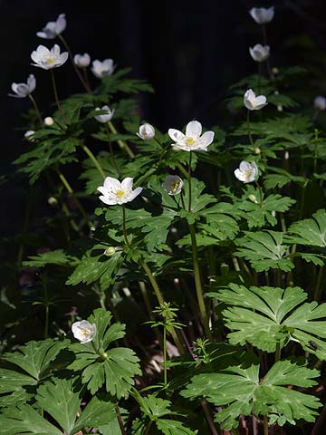 ニリンソウの花