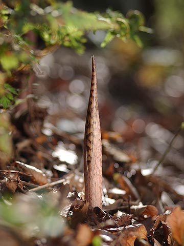 テンナンショウの芽