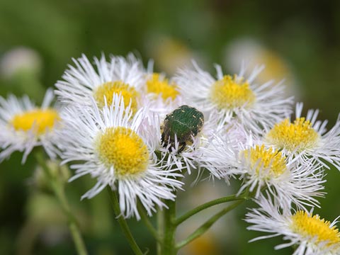 コアオハナムグリ
