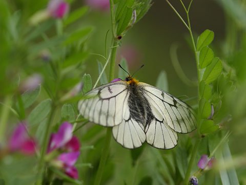 ウスバシロチョウ