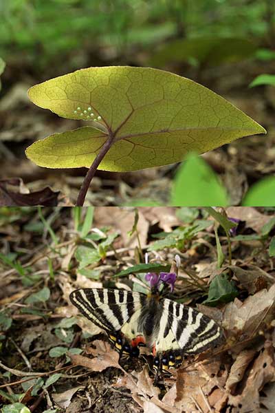 新潟のギフチョウ