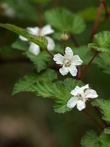 ニガイチゴの花