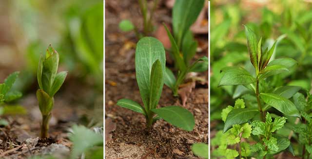 バタフライガーデンの宿根草
