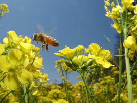 ナノハナとミツバチ
