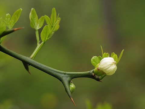 カラタチのつぼみ