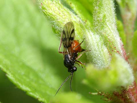 バラに産卵するタマバチ