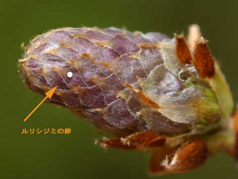 ルリシジミの卵