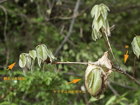 ヤママユガの幼虫