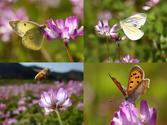 レンゲにいた虫