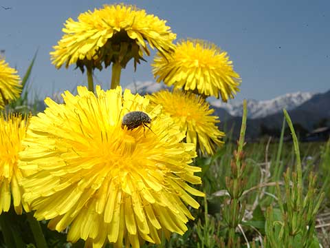 ビロードコガネ