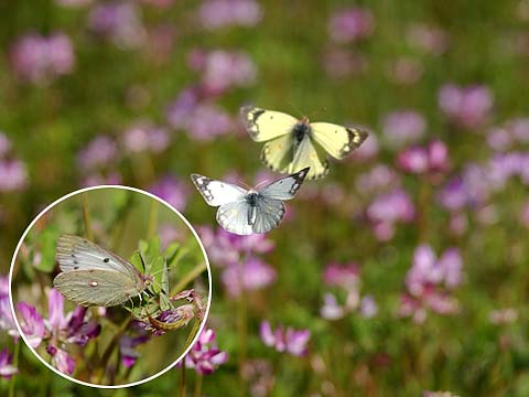 モンキチョウの追飛