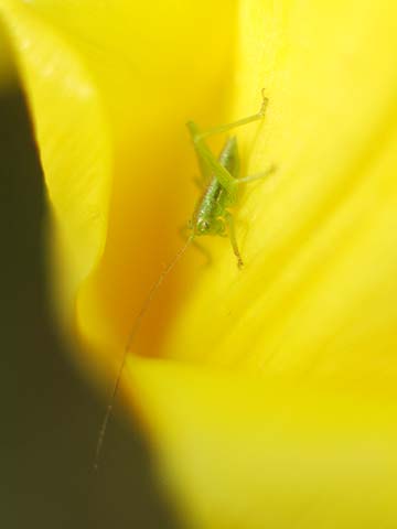 ヤブキリの幼虫