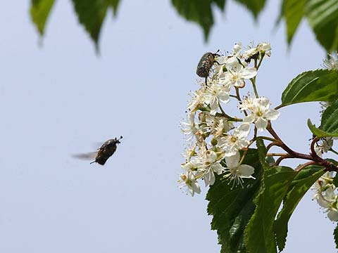 コアオハナムグリ
