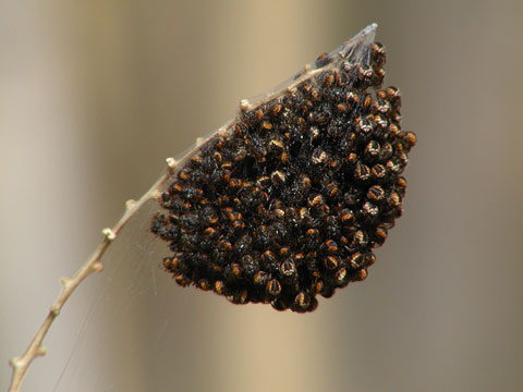 子グモの集団