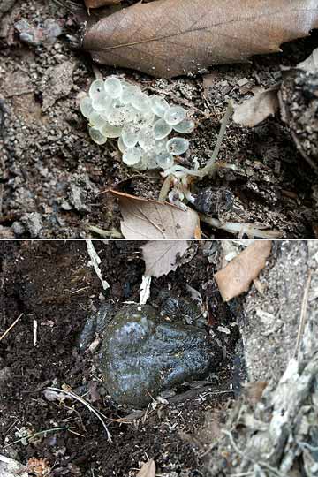 朽ち木の下にいたのは？