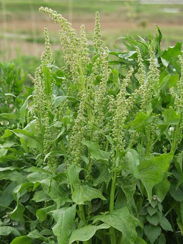 ホウレンソウの花