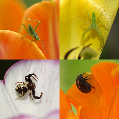 チューリップにいた虫