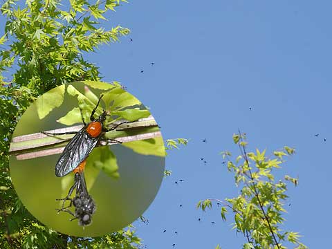 メスアカケバエ