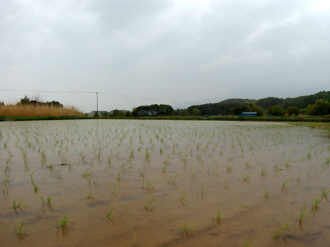 田植えのすんだ田