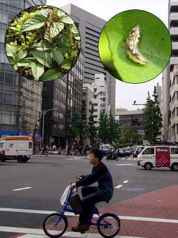 小川町の交差点で