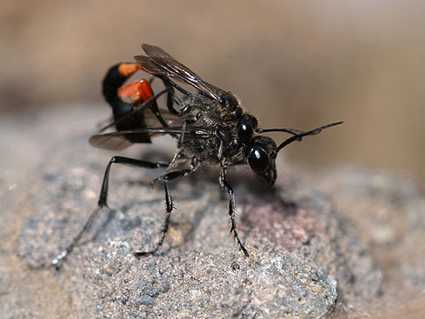 ジガバチの交尾