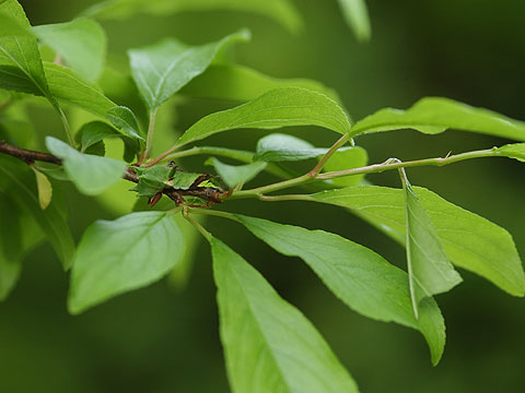 オオミスジの幼虫