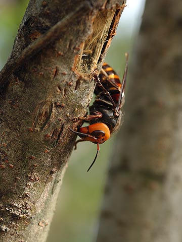 オオスズメバチ