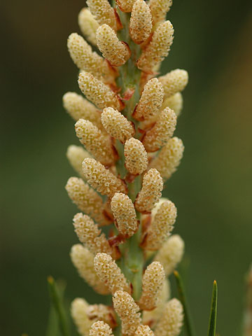 アカマツの雄花