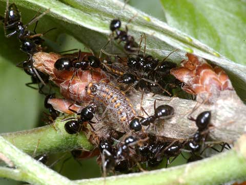 ムモンアカシジミの幼虫