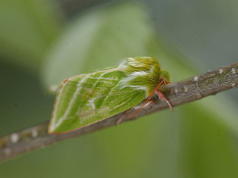 アオスジアオリンガ
