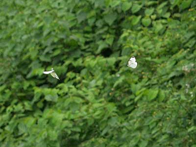 東京のモンシロチョウ
