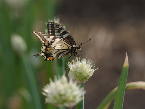 ネギの花に来たキアゲハ