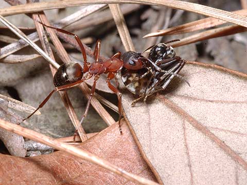 クロヤマアリを運ぶアカヤマアリ