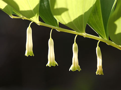 アマドコロの花