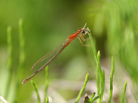 アジアイトトンボ