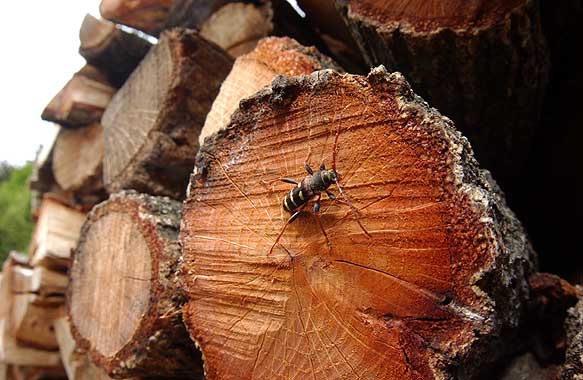 クリストフコトラカミキリ