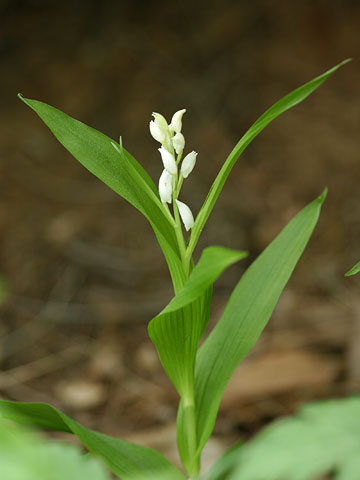 ササバギンラン