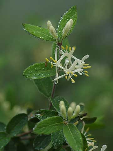ヒョウタンボクの花