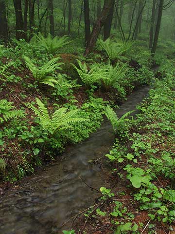 ヤマドリゼンマイ