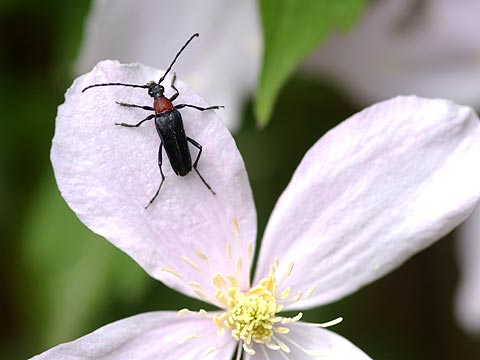 クロハナカミキリ
