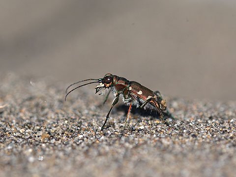 コニワハンミョウ