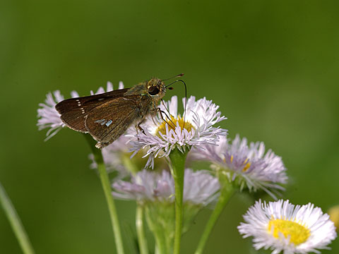 イチモンジセセリ