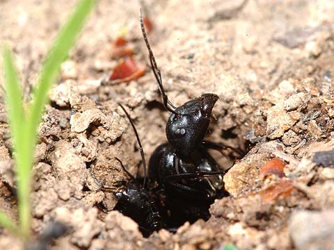 クロオオアリの羽アリ