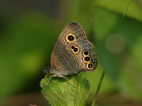 ヒメウラナミジャノメ