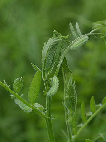 ベニモンマダラの幼虫
