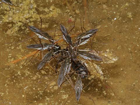 アメンボの集団