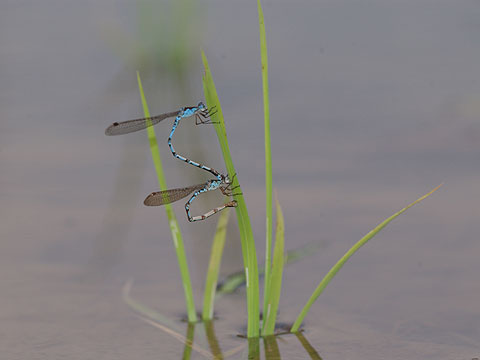 ホソミオツネントンボの産卵